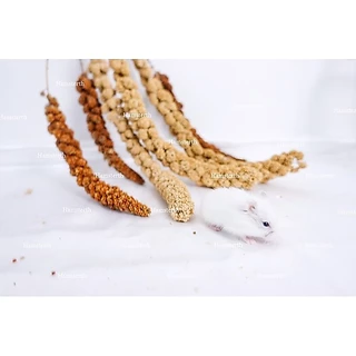 [Hamsterth] มิลเล็ตสเปรย์ พวงมิลเล็ต ธัญพืช ขนม แฮมสเตอร์ อาหาร สำหรับสัตว์ฟันแทะ เม่นแคระ แฟตเทล