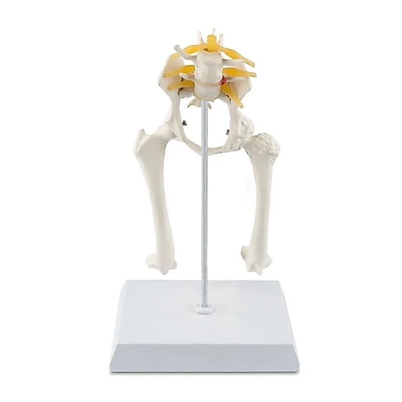 Animal Canine Hip Joint Model with Femur สําหรับการสอนสัตว์สัตวแพทย์