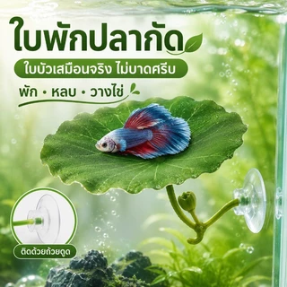 ตก แต่งตู้ปลา ใบบัวจำลอง ปล่อยให้ปลาได้พัก การวางไข่ หญ้าจำลอง ทำให้ตู้ปลาสวยขึ้น