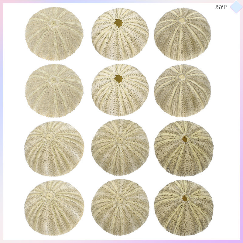 Desktop Urchin Shells Jewelry Aquarium Sea Decoration junshaoyipin