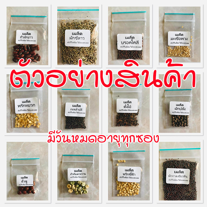 100Seeds มะเขือยาวม่วงเมล็ดพันธุ์ อัตรางอกสูง ต้นแข็งแรง ผลยาว สีม่วงสด เนื้อแน่น เก็บเกี่ยวได้ใน 60–70 วัน - รูปที่ 7