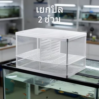 กล่องเพาะพันธุ์ปลา ฟักทอด ถังแยก ตาข่ายโปร่งใส Divider Aquarium เนอสเซอรี่