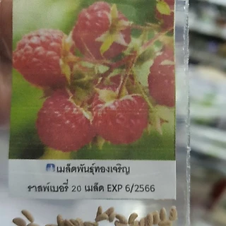 ราสเบอรี่ ฝรั่งเศส🎯ถูกที่สุด 9 บ.📌20 เมล็ด🎈งอกง่าย🌱โตไว☘️พุ่มใหญ่🌱ผลดก