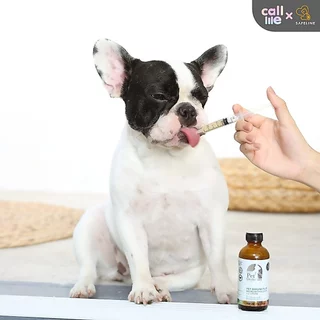 Pet Ordinary Immune Plus+ วิตามินกระตุ้นภูมิคุ้มกัน แมวและสุนัข อาหารเสริม เสริมภูมิคุ้มกันสัตว์เลี้ยง