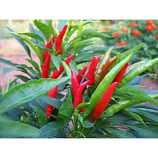 🌱เมล็ดพริกชี้ฟ้า 30เมล็ด (ซื้อ5แถม1คละได้)