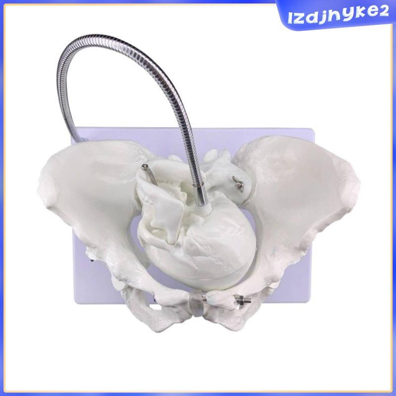 [lzdjhyke2] Childbirth สอน Pelvis Educational Display Obstetric Pelvis Model จําลองทารกในครรภ์ Birth