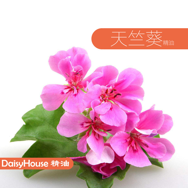 น้ํามันหอมระเหยเกรด Single Prescription Rose Geranium Essential Oil Geranium Oil น้ํามันสมดุล 10ml