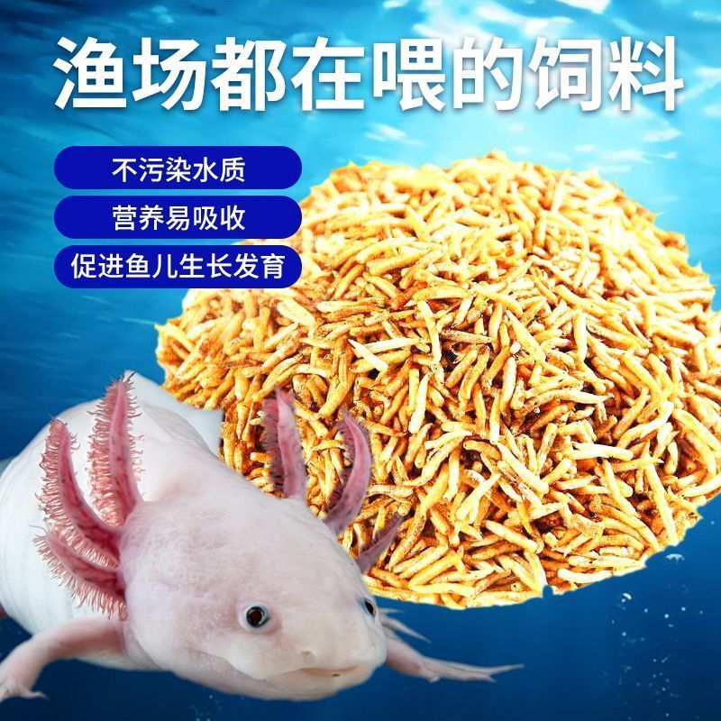 五谷虫干六角恐龙鱼粮六角恐龙专用饲料黄金五谷虫六角恐龙饲料20260702 Dried grain worms, hexagonal dinosaur fish food, special feed 