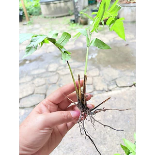 ต้นผักกูด สำหรับปลูก ต้นละ 4 บาท (ออเดอร์ละ 10 ต้น)