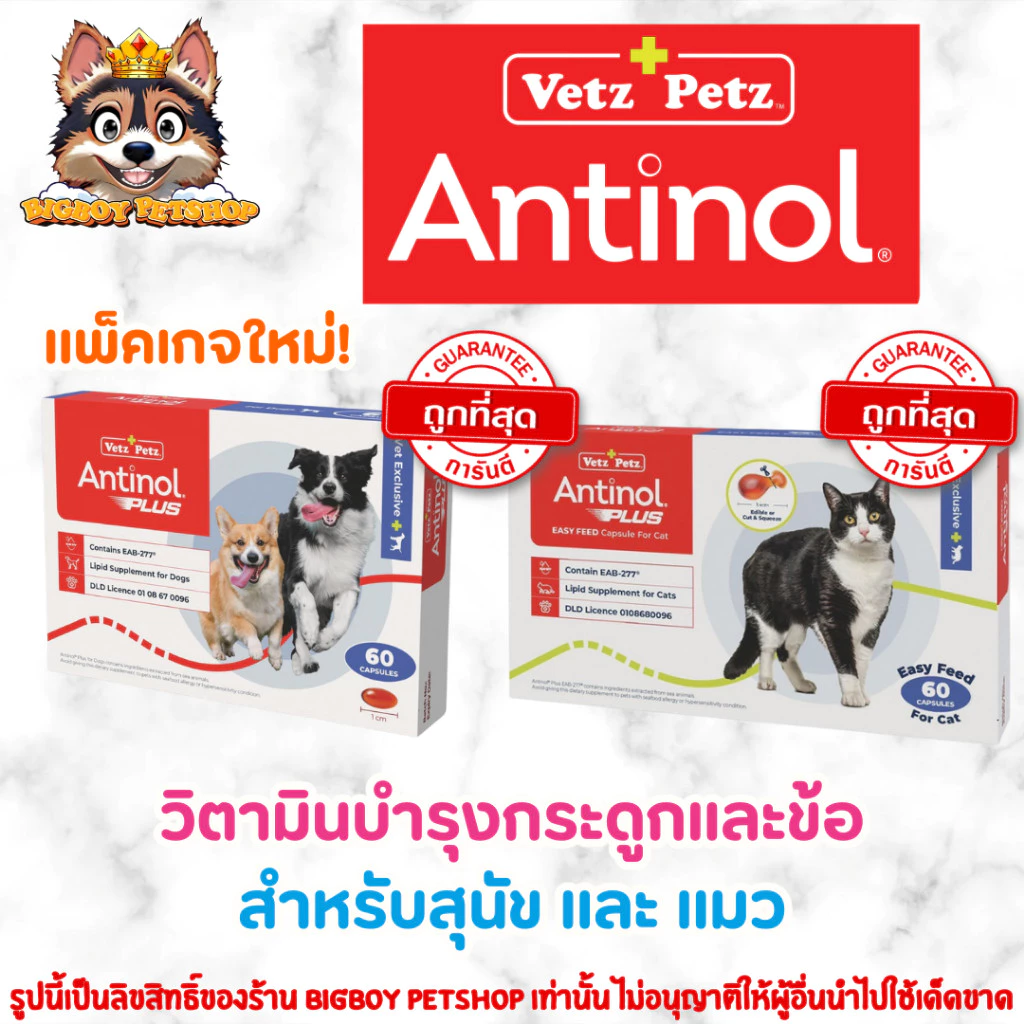 Antinol 60 แคปซูล ของแท้!! แพ็คเกจใหม่ อาหารเสริมบำรุงข้อ ข้ออักเสบ 1 กล่องบรรจุ 60 เม็ด