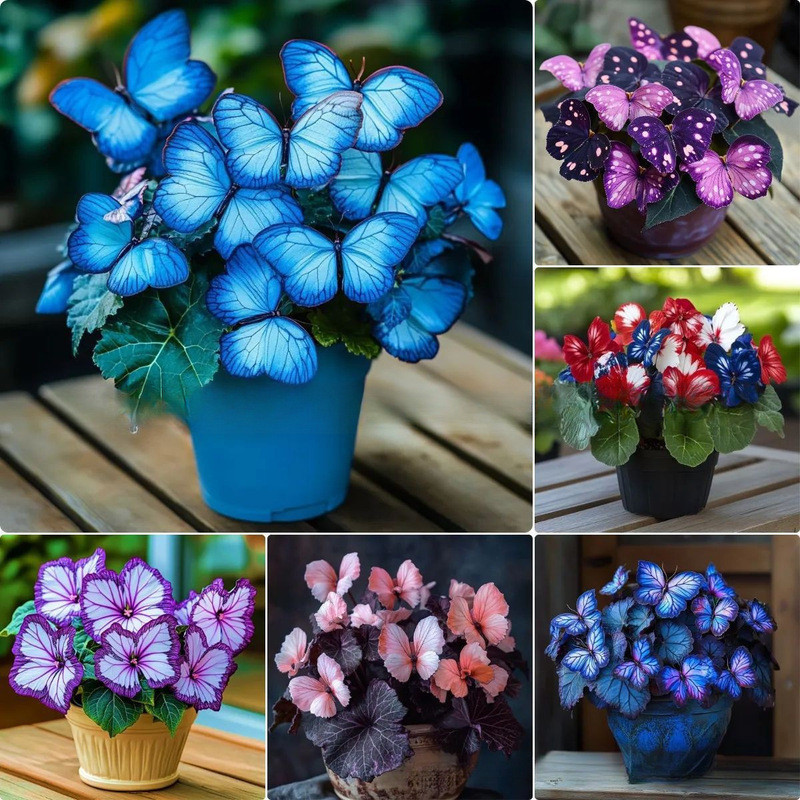 พร้อมสต็อกจัดส่งที่รวดเร็ว [อีคอมเมิร์ซ] Moonlight Butterfly Flower Seed Butterfly Seed Angelinia Fl