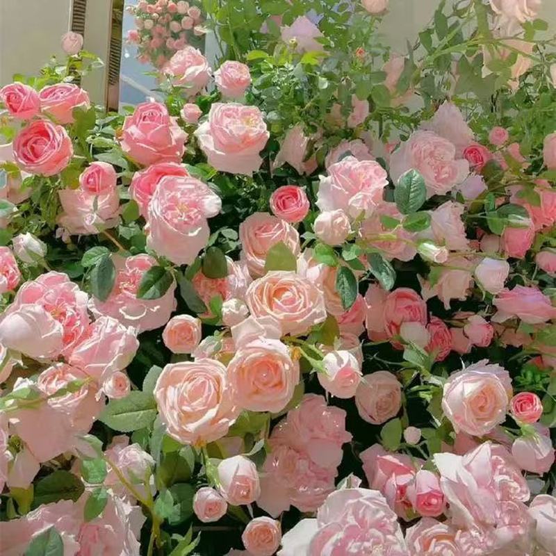 Ready Straw Rose Flower Seed Outdoor Sowing Flower Seed Wall Climbing Plant Four Seasons Flower Cour