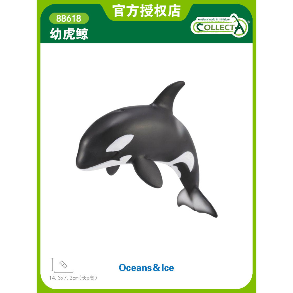 ของเล่นเด็กสัตว์รุ่น CollectA จําลอง Ocean Toy Killer Whale 88618 Young Killer Whale