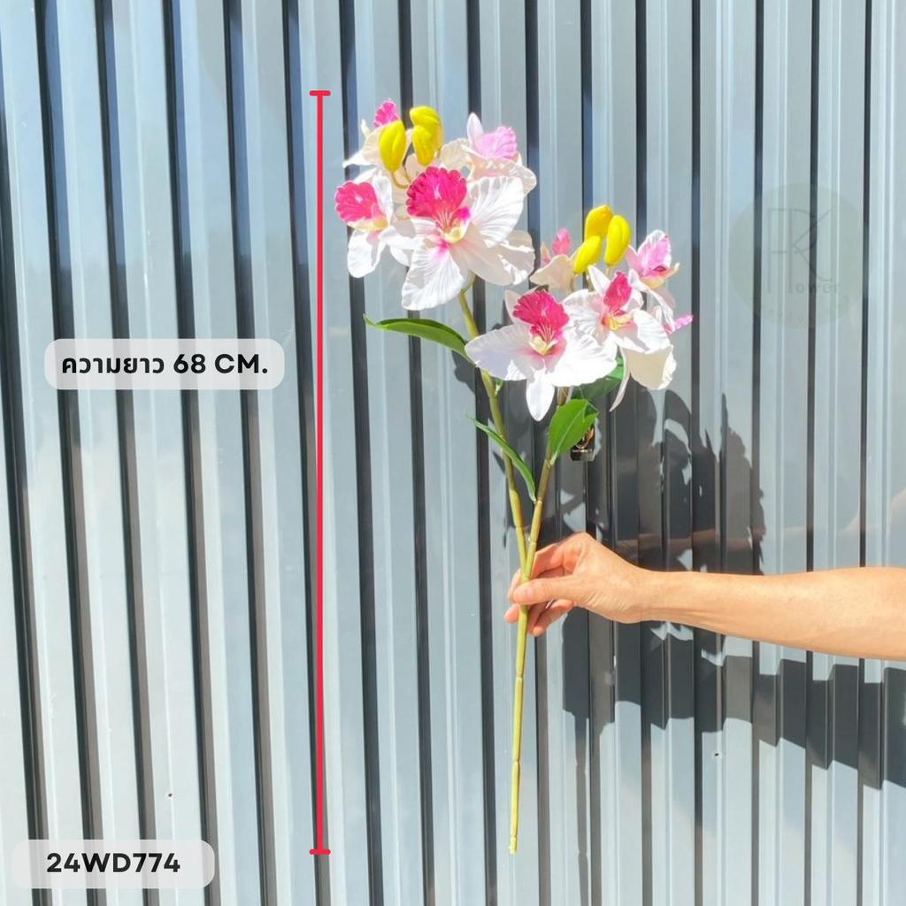 กล้วยไม้ 2 กิ่ง 11 ดอก หน้าดอก 10-12 cm. สูง 68 cm. ราคา ถูกที่สุด ดีลบีเคเค แกลเลอรีภาพที่ 4