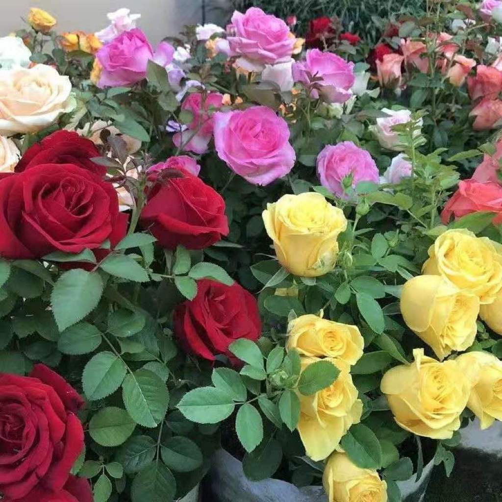 100seeds เมล็ดดอกกุหลาบRare Rainbow Rose Seeds Flower ต้นไม้ฟอกอากาศ ต้นไม้มงคล บอนสี ดอกไม้ปลูกสวยๆ