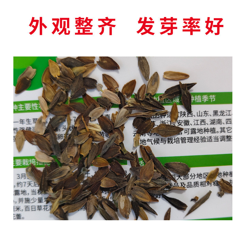 Low Low Rod Zinnia Seeds Double-กลีบผสมสีZinnia Chrysanthemum Flower Seeds Four Seasons Easy Living 