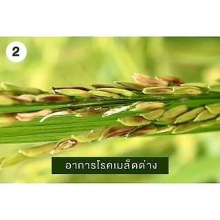 ไดฟีโนโคนาโซล+ไพรพิโคนาโซล ( 1L ) สารป้องกันกำจัดโรคพืช โรคเมล็ดด่าง โรคใบไหม้ เมล็ดลาย ดอกกระถิน