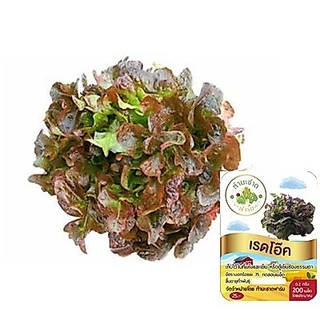 ทำมะชาดฟาร์ม (ซื้อ10แถม1) เมล็ดพันธุ์ เรดโอ๊ค ขนาด0.2กรัม ประมาณ200เมล็ด RED OAK ผักสลัด เมล็ดพันธุ์พืช เมล็ดผัก ปลูกผัก