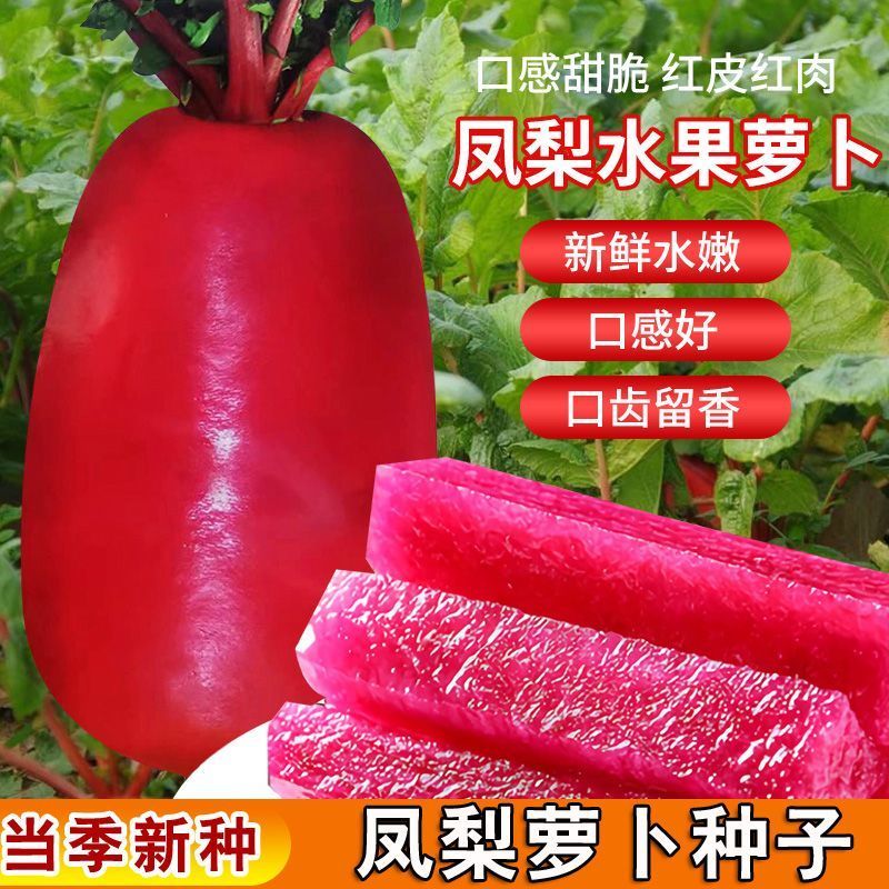 现货热卖凤梨水果萝卜种子沙窝甜脆心里美种籽红心红皮春秋四季蔬菜种子孑Pineapple fruit radish seeds, Shawowo sweet and crisp heartwhite r