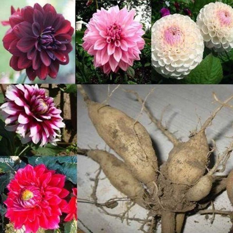 การจัดส่งที่รวดเร็วขายดี < One Piece 3 ชิ้น > Dahlia Planting Ball Root Flower Dahlia Planting Root 