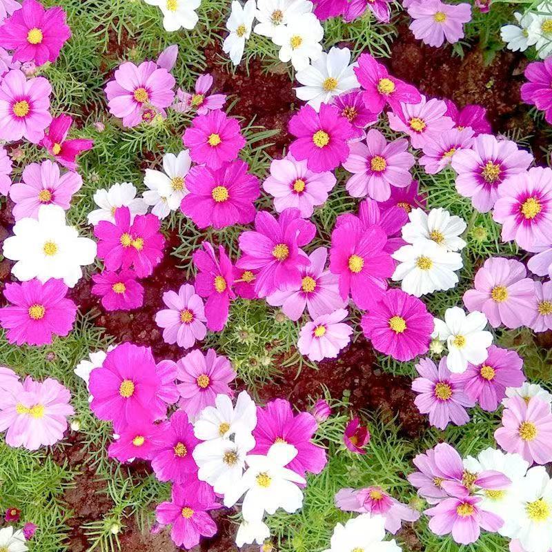 พร้อมสต็อก จัดส่งด่วน Low Rod Cosmos Seed High Rod Cosmos Mulberry Flower Seed Greening Flower Seed 