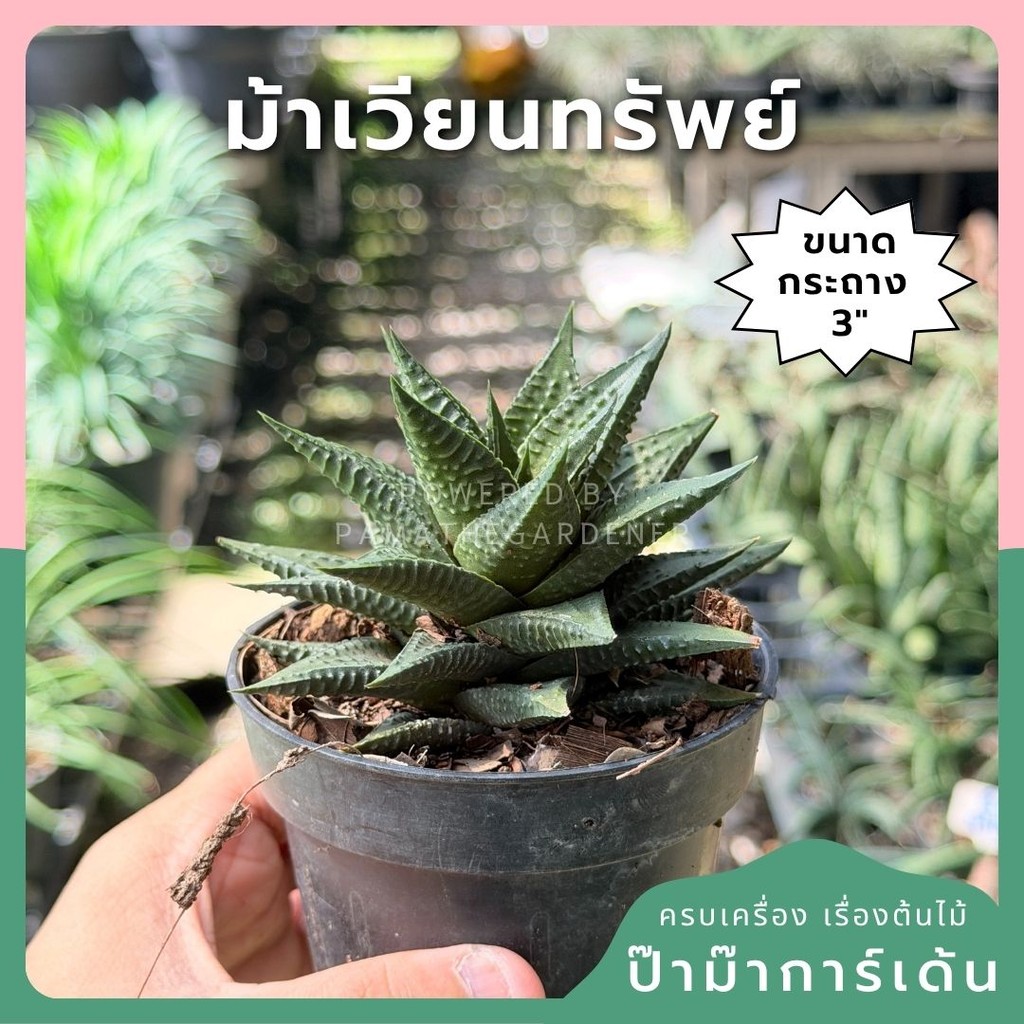 มุมมอง 2