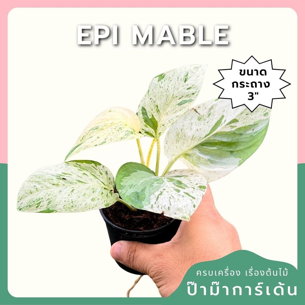 อิพิ มาเบิ้ล Epipremnum pinnatum marble Variegated  พร้อมกระถาง 3 นิ้ว