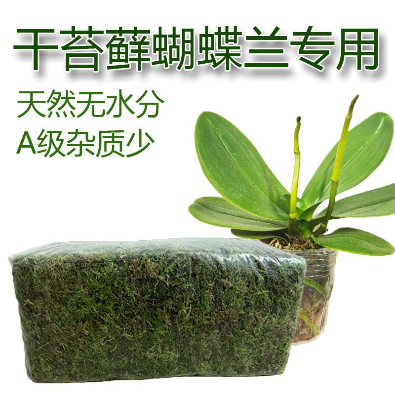 เต่า Dedicated Dendrobium Dedicated Dedicated Moss Water Moss Pure Dry Moss Orchid Fresh เครื่องนอน 