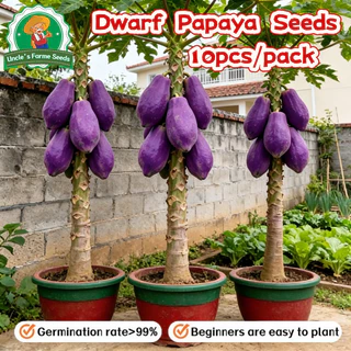 10เมล็ด/แพ็ค เมล็ดพันธุ์มะละกอสีม่วง Sweet Papaya Seeds for Planting เมล็ดพันธ์มะละกอแขกนวลดำเนิน Dwarf Papaya Fruit