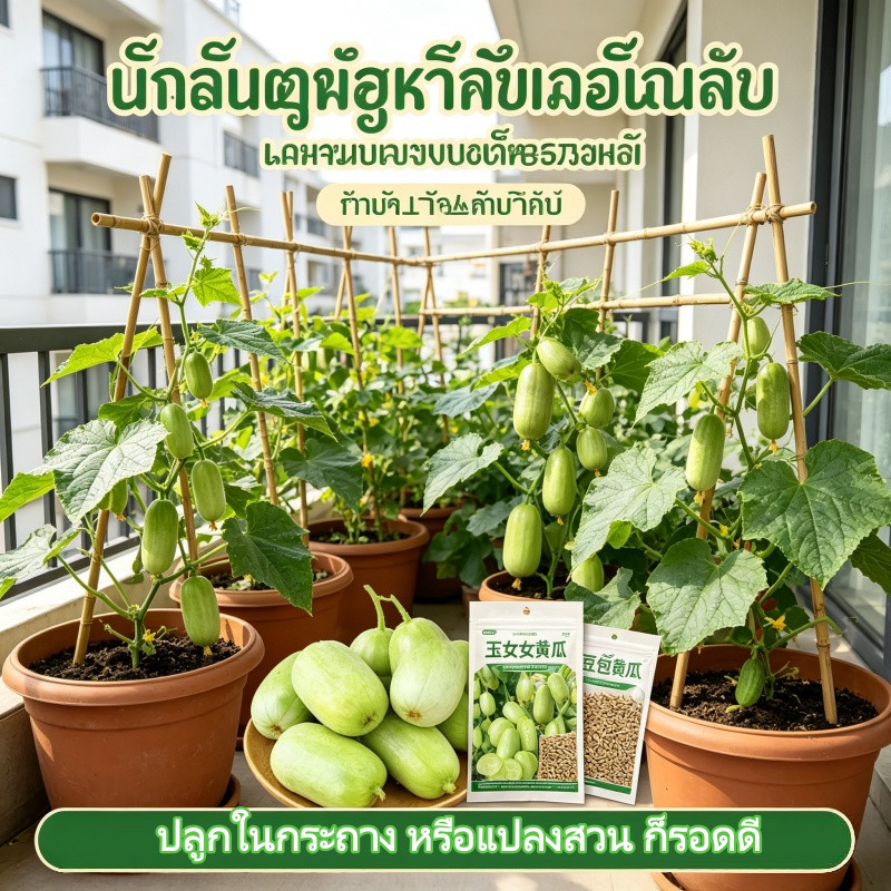 【พร้อมส่งจากไทย】 เมล็ดแตงกวาสาวงาม พันธุ์เล็กกรอบหวาน รูปที่ 6