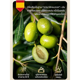 น้ำมันมะกอกหอพัก น้ำมันปรุงรสในครัวเรือน