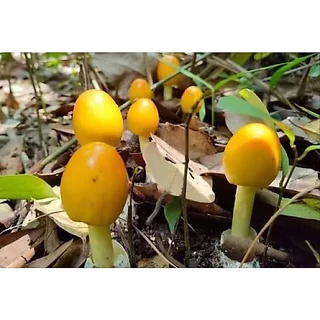 ต้นยางนา ต้นยางนาใส่เชื้อเห็ด สูง 30เซน ใส่เชื้อเห็ดระโงก เห็ดตับเต่า เห็ดโคน เห็ดเผาะ หากเสียหายเครมฟรี