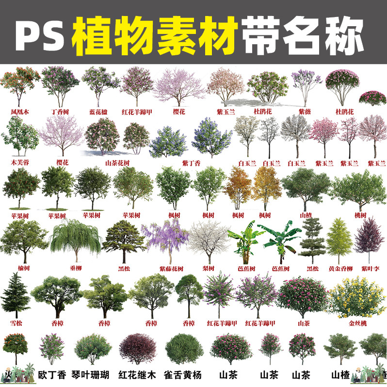 2025ps วัสดุพืช psd Layered/พร้อมชื่อ ps Garden Plant วัสดุ ps Shuqiao Bush ดอกไม้กระจก Z306