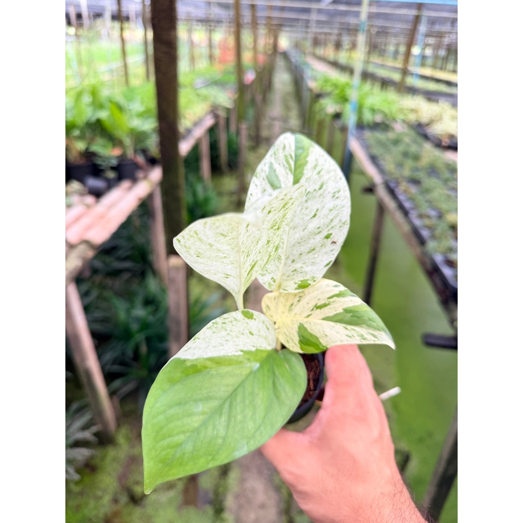 มุมมอง 3