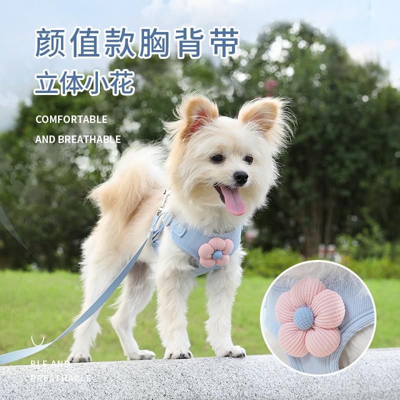 ลูกสุนัข Tractional ลูกสุนัข Tractional สุนัขขนาดเล็ก Teddy Puppy Tractional สุนัขขนาดเล็ก Teddy Pup