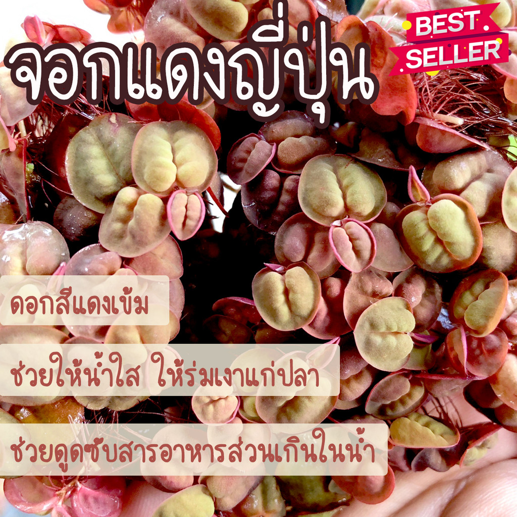 จอกแดงญี่ปุ่นแท้ สีแดงเข้ม (1ชุดมี 50++ ดอก) ไม้น้ำลอยน้ำสวยงาม ดูดสารพิษ ลดตะไคร่ | ปรับสมดุลน้ำ ตกแต่งตู้ปลา ตู้ไม้น้ำ