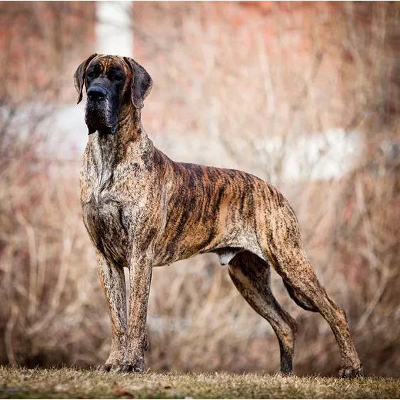 Pure Breed Big Dan Dog Puppies ขายซีรีส์อเมริกันชุดเยอรมัน Giant Big Dan Dog Golden Dan Black Dan Fl