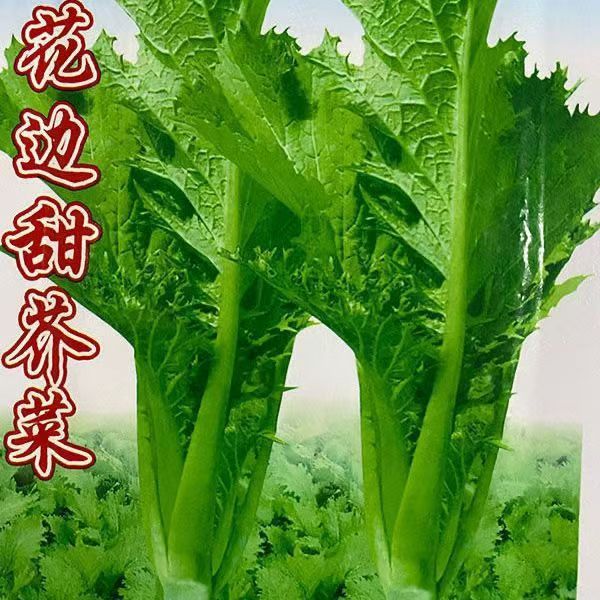 现货热卖花边甜芥菜种子香芥菜种籽四季青菜籽速生耐热春秋季盆栽蔬菜种籽Curly sweet mustard seeds, fragrant mustard seedlings, all-season 