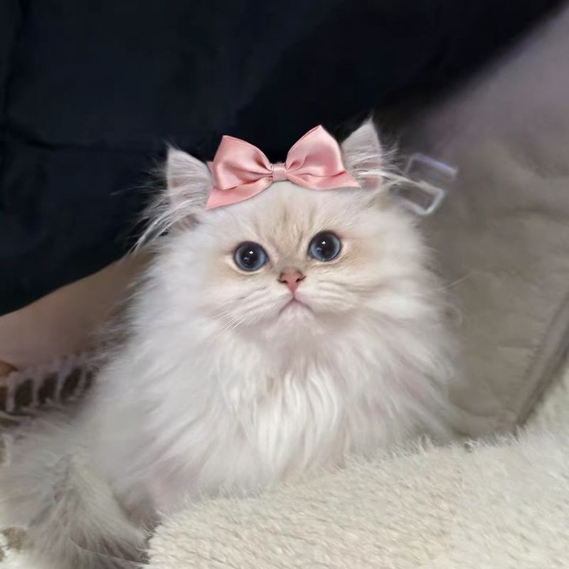 蝴蝶结猫咪头饰狗狗发夹布偶猫长毛猫宠物可爱夹子装饰品拍照道具9.10 Bowknot cat headband, dog hair clip, Ragdoll cat, long-haired cat