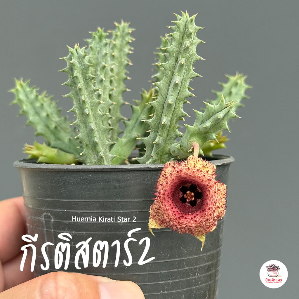 เก๋งจีนกีรติ สตาร์2 Huernia Kirati Star 2 แคคตัส กระบองเพชร cactus&succulent