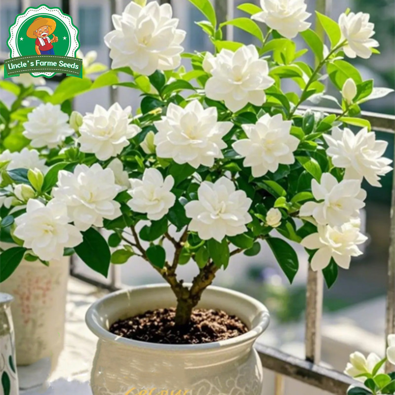 คุณภาพดี15 เมล็ด เมล็ดพันธุ์ ดอกมะลิ Fragrant White Jasmine Seeds for Planting Flower Seeds ต้นไม้ฟอกอากาศ ต้นไม้มงคล - รูปที่ 3