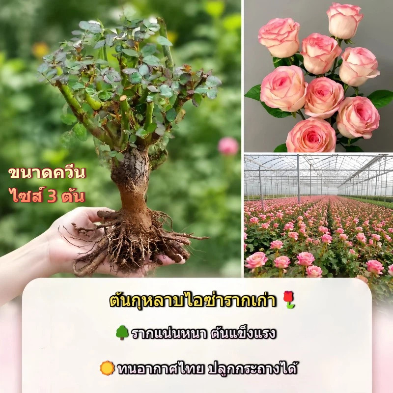 กุหลาบสีชมพูเสริมเสน่ห์และความโชคดี ต้นรากเก่าไอซ่า ดอกสีสวยละมุน มือใหม่ปลูกได้ไม่ยุ่งยาก