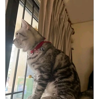 ป้ายชื่อสัตว์เลี้ยง🐈10แถม2🐈‍⬛ป้ายชื่อน้องแมว น้องหมา 🔔แถมกระพรวนคละสี ❤สลักฟรี