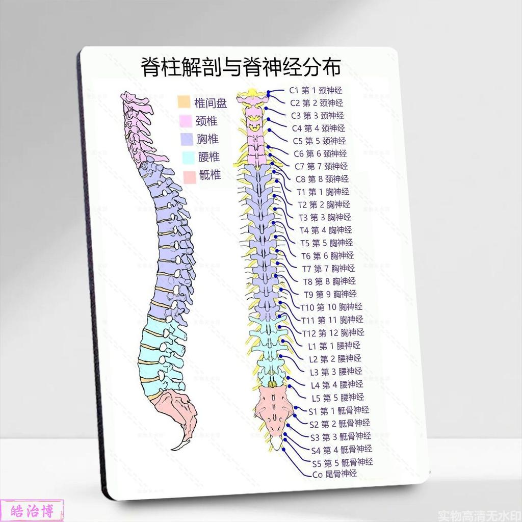 Spine Anatomy Spine Neural Distribution Rehabilitation กายภาพบําบัด Hall Display Board กรอบรูปยาจีน 