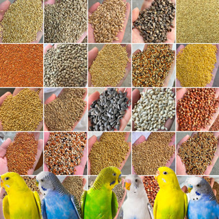 อาหารนกแก้ว คัดเกรด ขนมนก8 ประเภท50gอาหารนก แก้ว เกรดพรีเมี่…