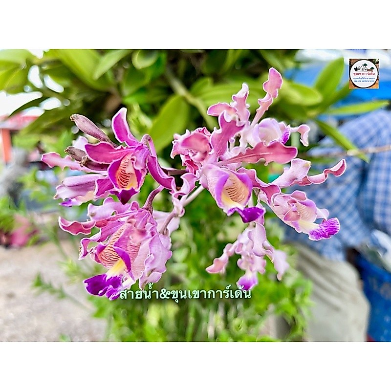 แคทลียาป่า🌸หรือ ซอมโบเกีย กล้วยไม้หายากดอกสีสวยงาม ติดขอนไม้6นิ้ว ขนาด6-10ลำต้น1ไม้/ขุนเขาการ์เด้น