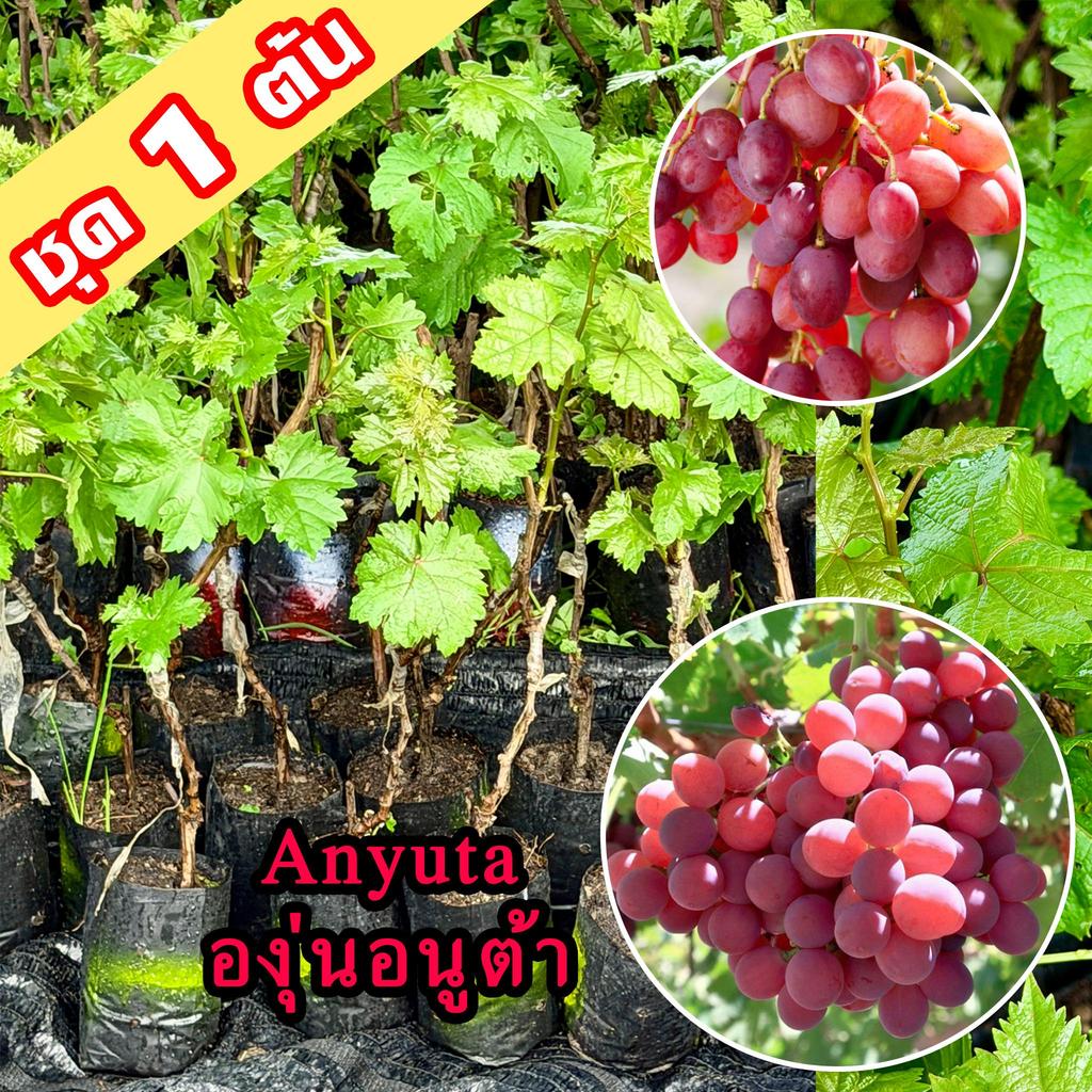 1 ต้นองุ่น Anyuta ต้นพันธุ์องุ่นอนูต้าเสียบยอดสูง 40-60 ซม. อนูต้าหวานหอมผลดกปลูกง่ายต้นองุ่นทนร้อน