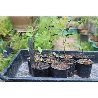 เมล็ดพันธุ์ เบรีฟ (Bay leaf seeds) นำเข้าแท้ 100%ของแท้2เมล็ด 109บาท