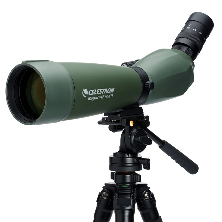 CELESTRON CELESTRON Regal M2 80 F-ED Fluorite Monocular Bird ดูแว่นตา