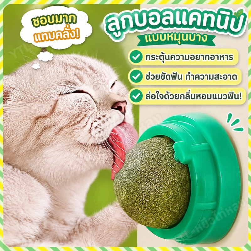YTL กัญชาแมว หญ้าแมว กันชาแมว กัญชาเเมว แคทนิปแมว catnip ball กันชาแมวส่งฟรี กัชชาแมว กันชาแมวเลีย แคทนิปบอล ติดกำแพง